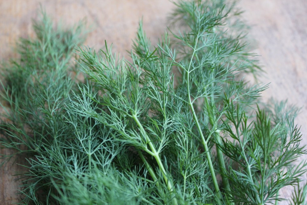 Fresh Dill