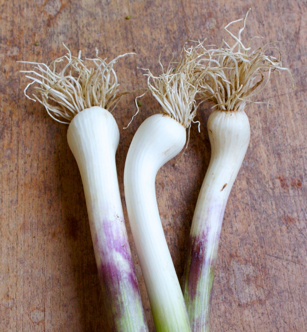 green garlic