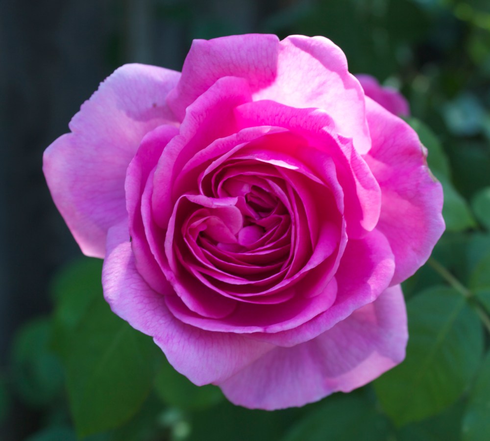 Gertrude Jekyll Rose