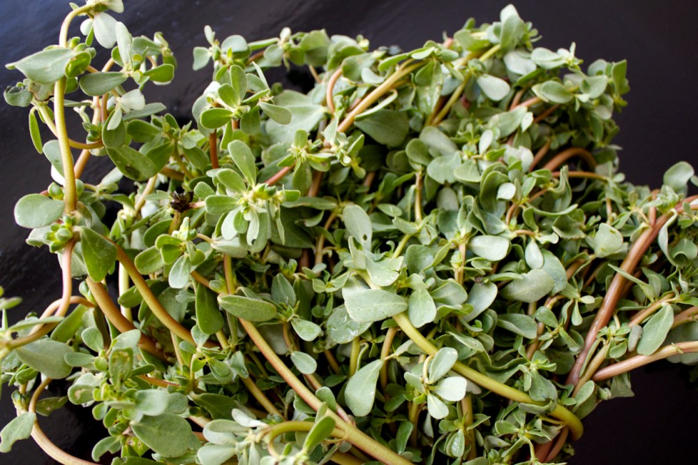 purslane