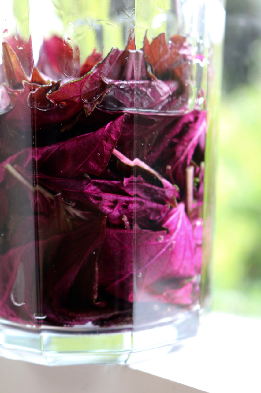 vodka with red shiso leaves